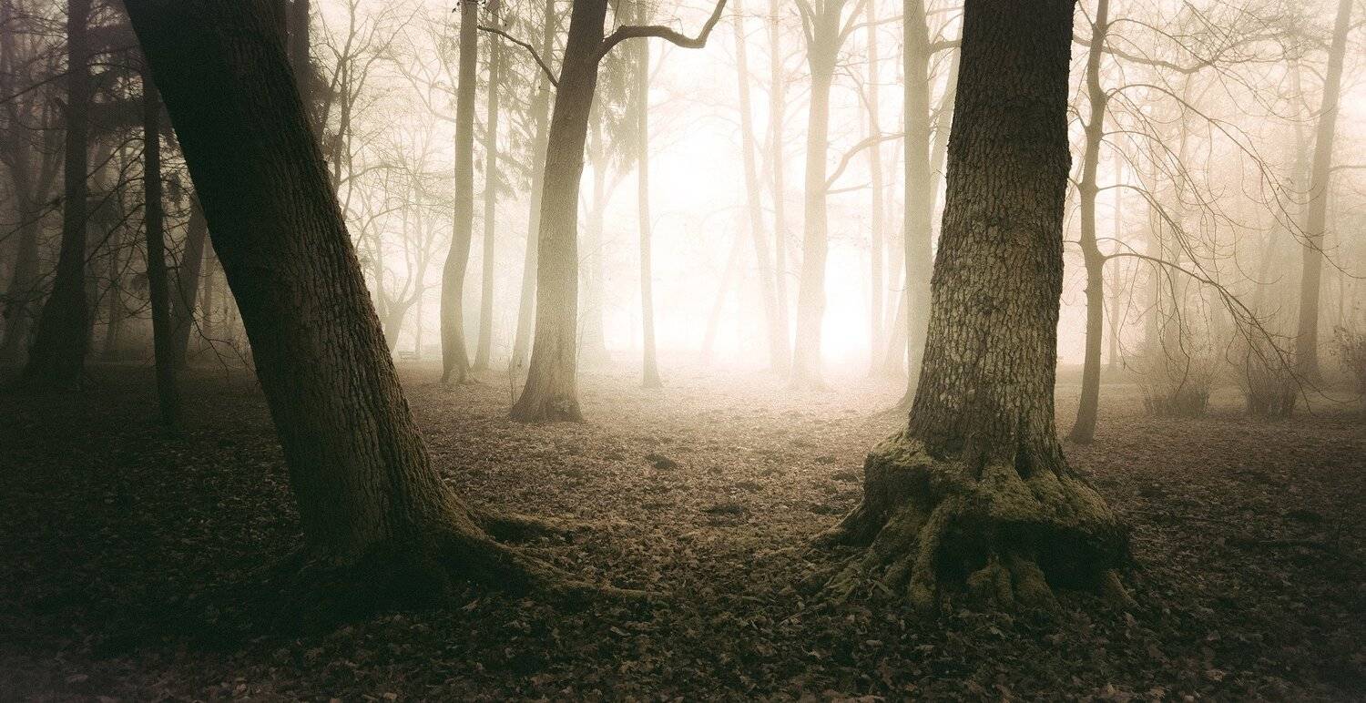 Trees, Nature, Fog, Sky, Dawn, Autumn, Landscape, Park, Light, Mist, , Krzysztof Tollas