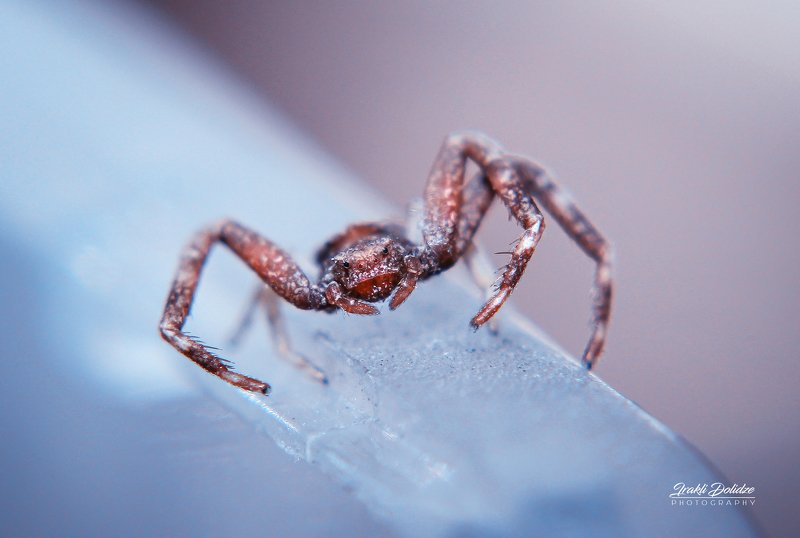 macro, spider, close-up, nature My guest фото превью