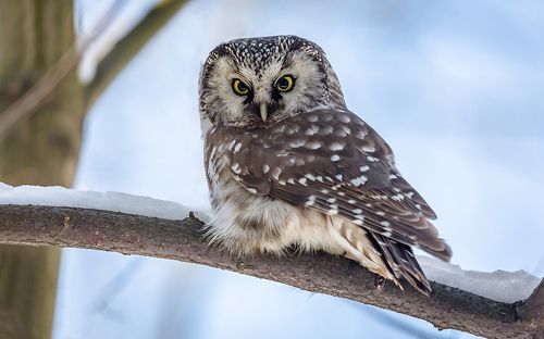 Сыч мохноногий.