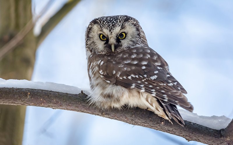 птица, дикая птица, хищная птица, орнитология, дикая природа, фотоохота, , сыч, сыч мохноногий, зима. охота, фотоохота, мышь Сыч мохноногий. фото превью