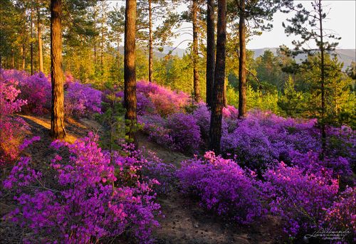 Забайкальская весна