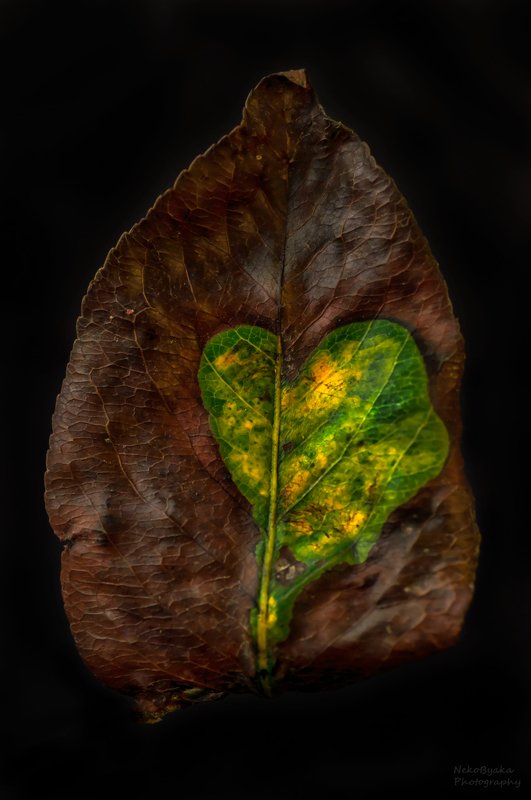 макро, природа, осень, листья, сердце, macro, nature, autumn, leaves, heart, от природы с любовью фото превью