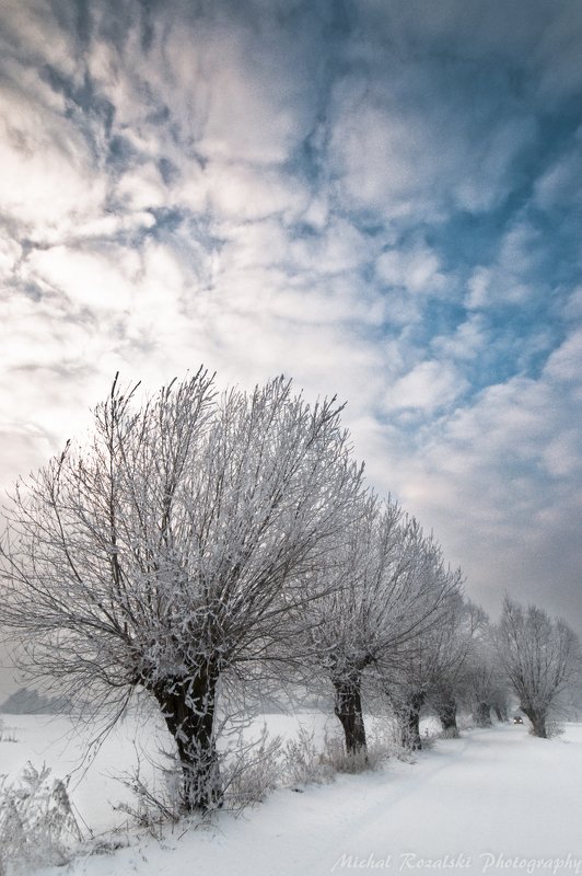 winter, ,season, ,snow, ,willow, ,tree, ,alley, ,car, ,clouds, ,sky, ,white, ,blue Alley of frozen willows фото превью