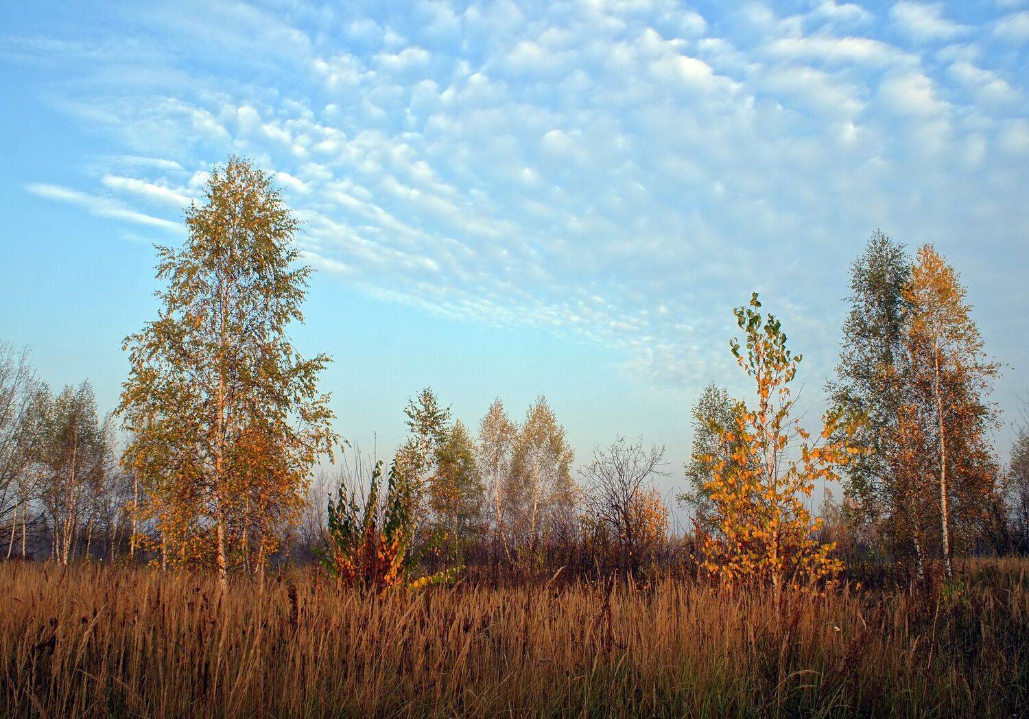, Чепленко Алексей
