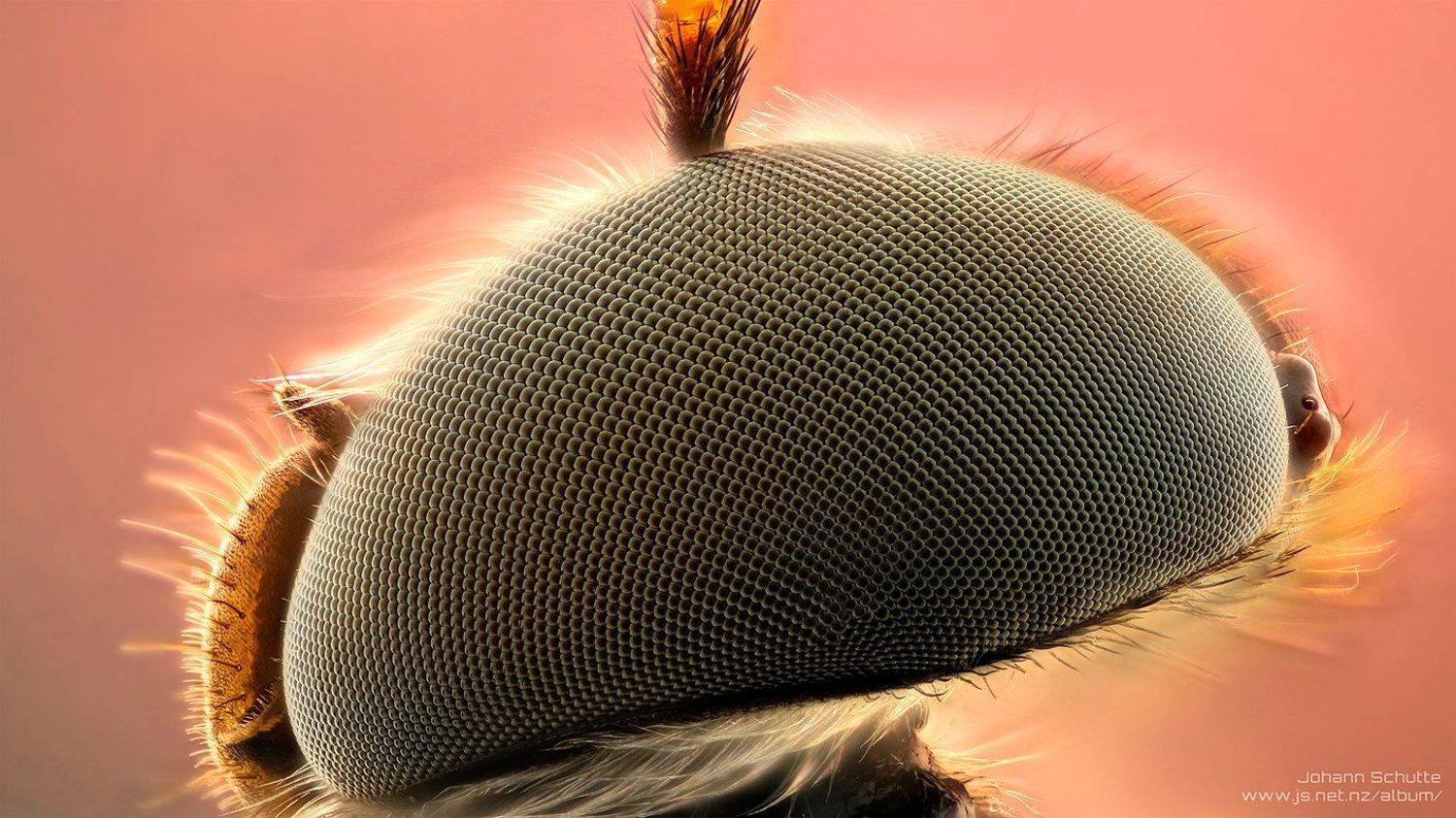 macro johann schutte 10:1 soldier fly, Johann Schutte