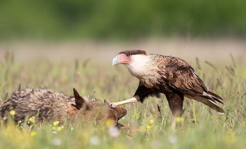 Каракара - Crested Caracara. Feeding Time