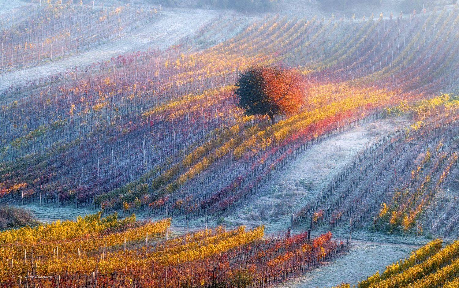 моравия,осень,виноградники,рассвет,утро,пейзаж,иней, Александр Кукринов