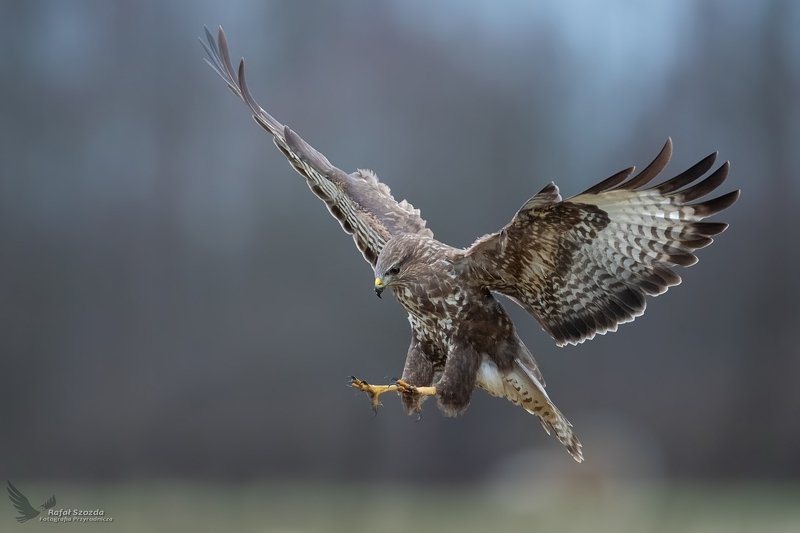 Myszołów, Common Buzzard (Buteo buteo) ... 2019r фото превью