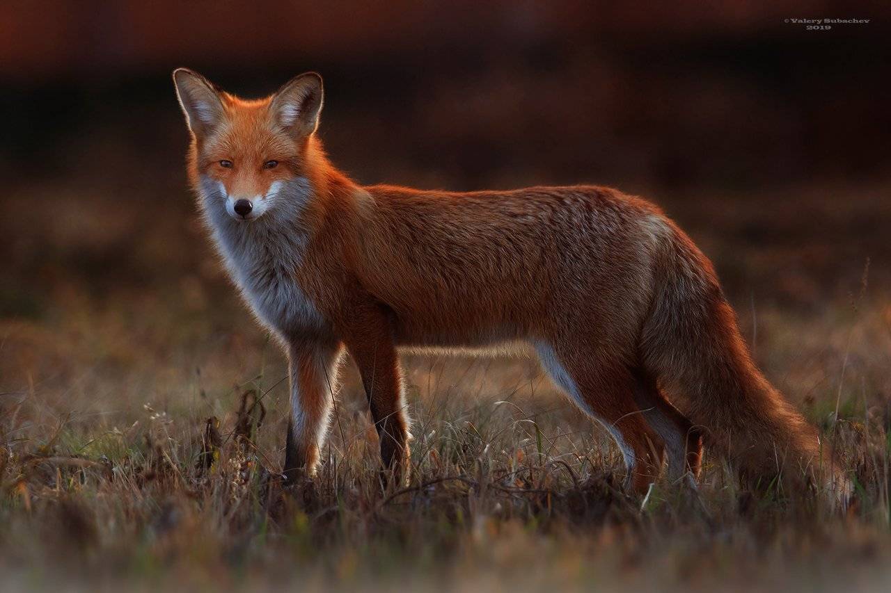 , Валерий Субачев