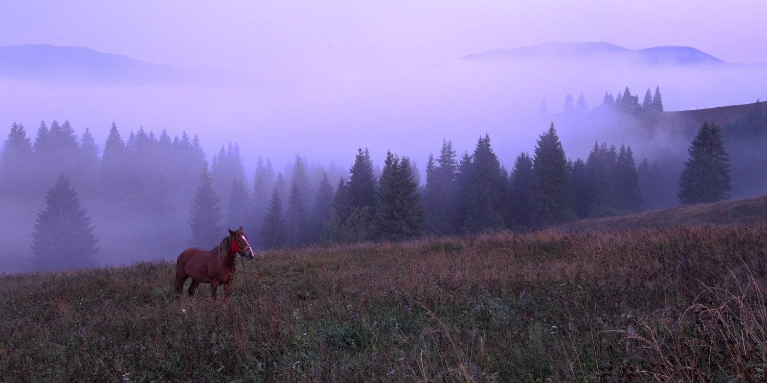 горы, карпаты, лошадь, туман, утро, Sergii Markov