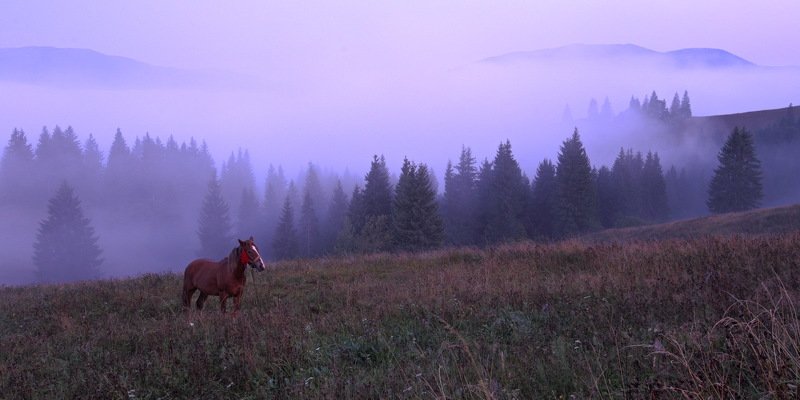 горы, карпаты, лошадь, туман, утро Ёжик в тумане) фото превью