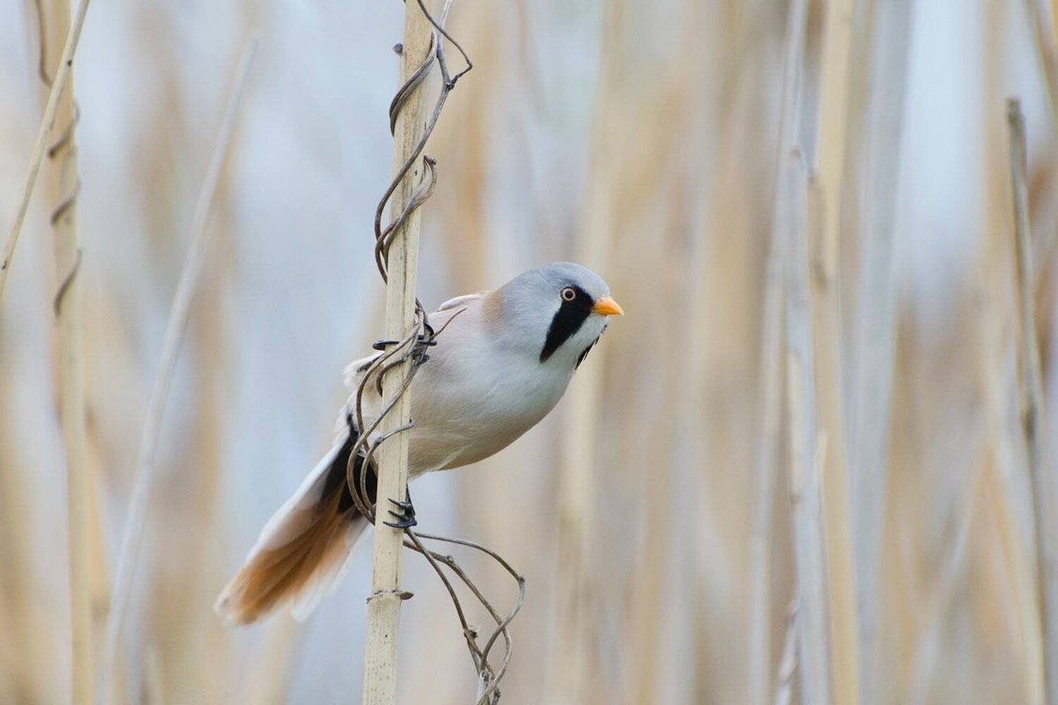 птица, синица, усатая, Михаил Агеев