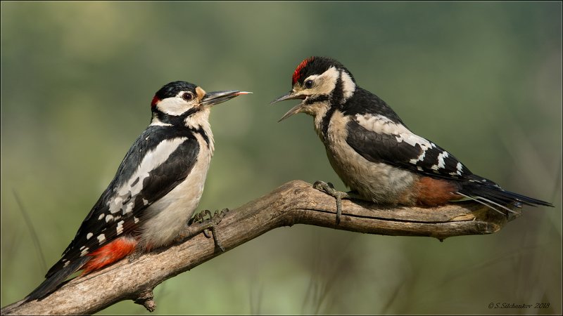 *** фото превью