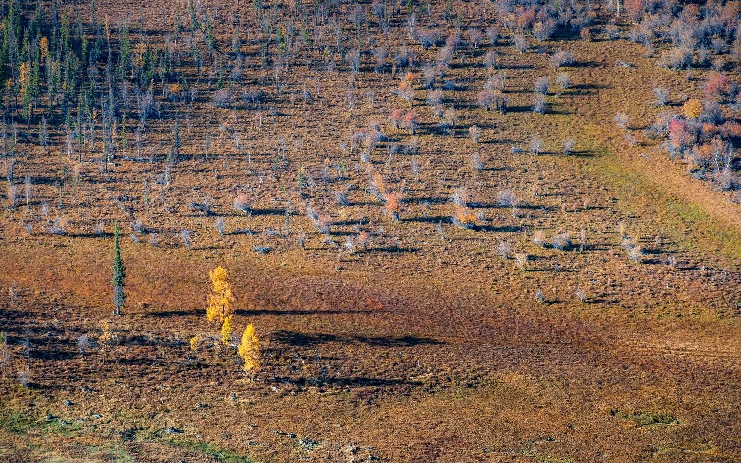 горы, алтай, горный алтай, ник васильев, красота, утро, кусты, деревья, свет,, Николай Васильев