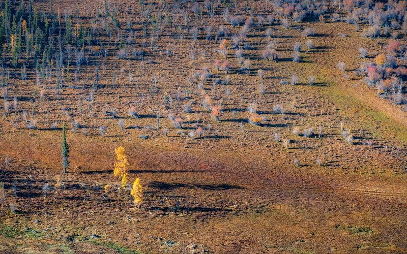 горы, алтай, горный алтай, ник васильев, красота, утро, кусты, деревья, свет, Пушистики. фото превью
