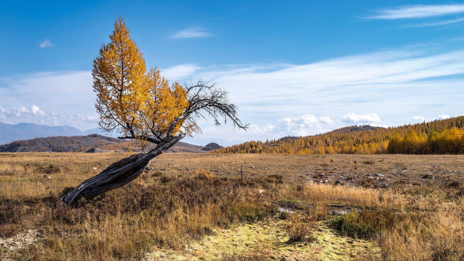 горы, алтай, горный алтай, пейзаж, природа, россия, ник васильев, красота, дерево, лиственница, феникс, курай, курайская степь, Николай Васильев