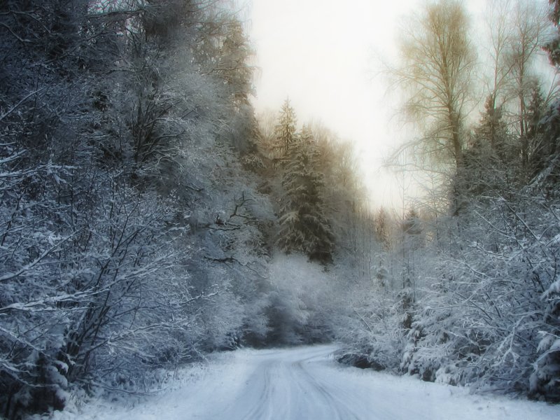 spruces,  winter, forest, snow, nature, natural,photography, beautiful, landscape,outdor, rural,road, road in the winters forest фото превью