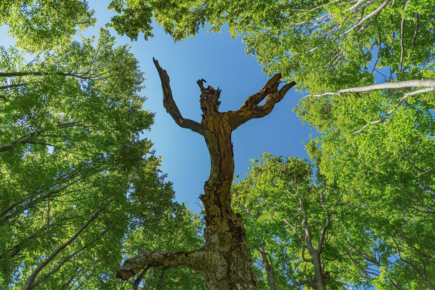 , Деян Косев