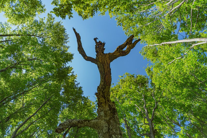 Крик фото превью