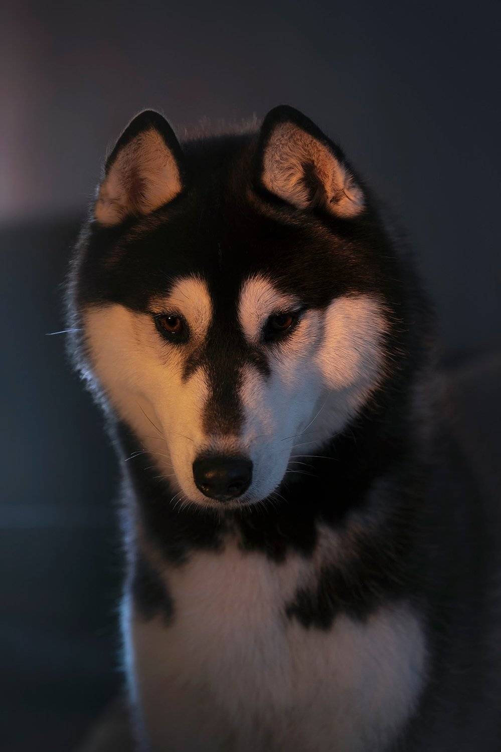 husky, dogs, siberian husky, Erika Tsogoeva