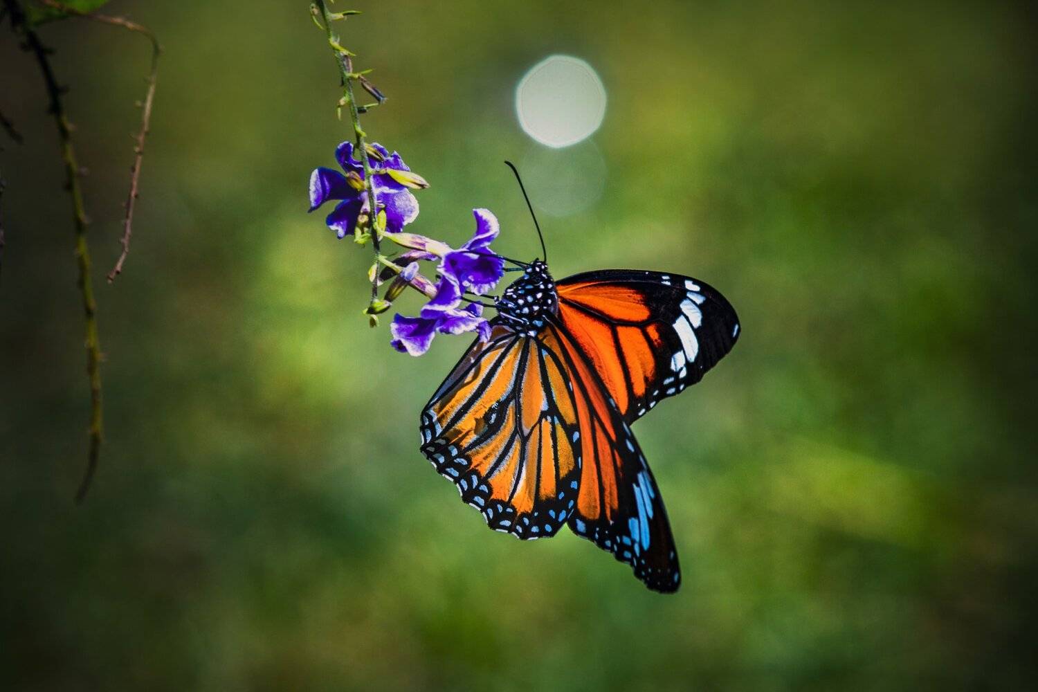 butturfly, beauty, beautiful, garden, outdoor, red, green, plant, nature, natural, blooming, blossom, petal, lovely, animal, insect, macro, close up, light, vivid, NeCoTi ChonTin