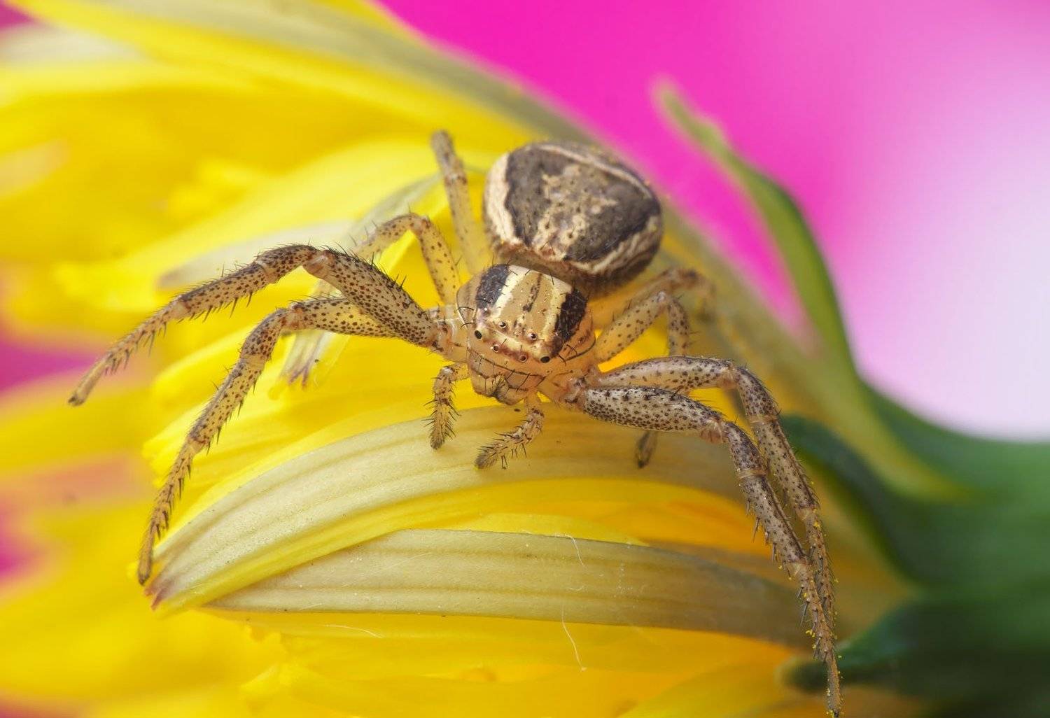 , Сергей Харитон