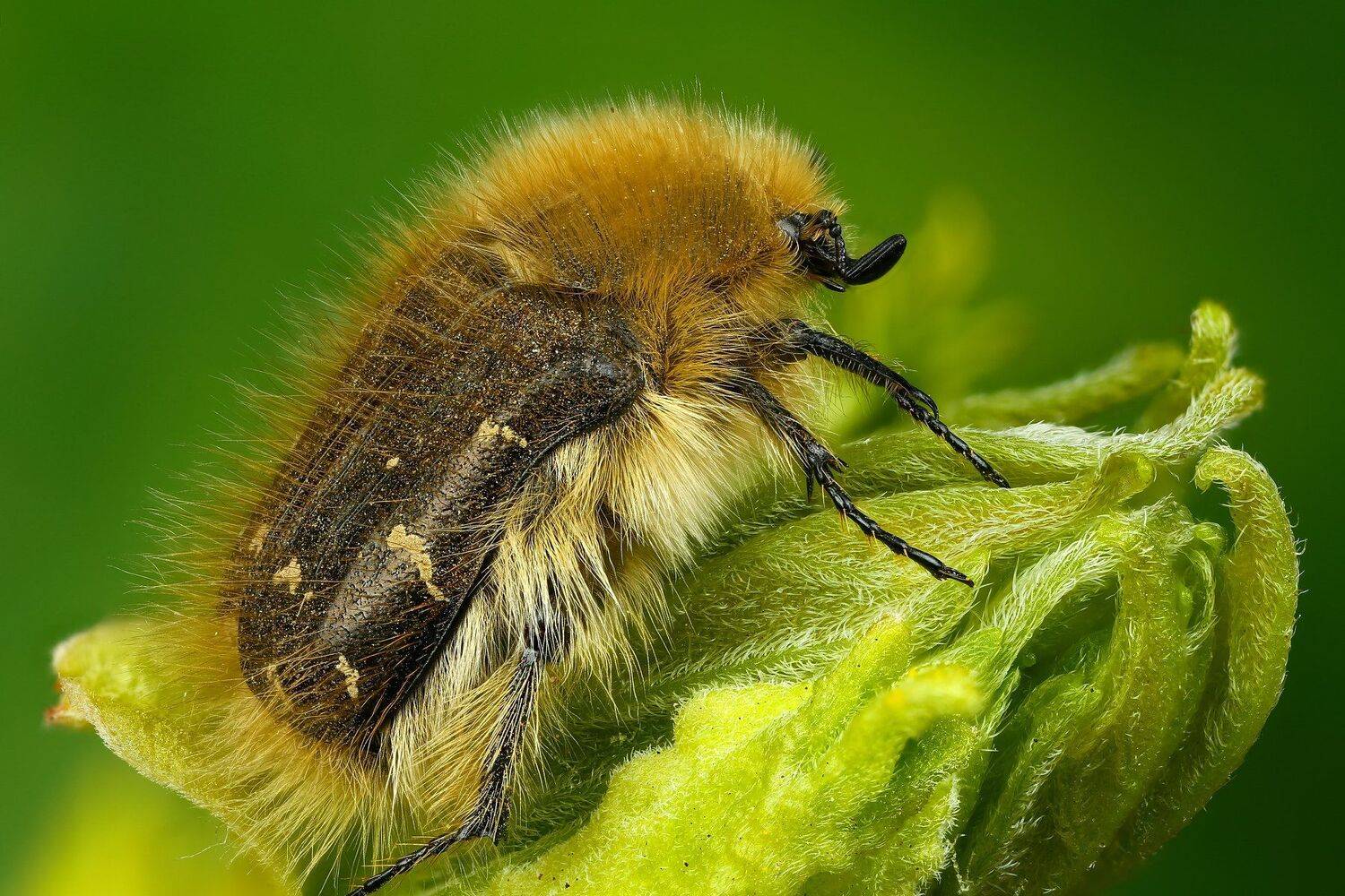 жук макро природа усы цвет зеленый растение, Андрей Шаповалов