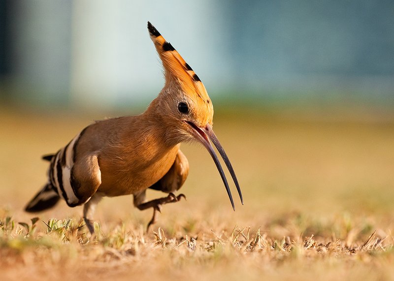 Hoopoe фото превью