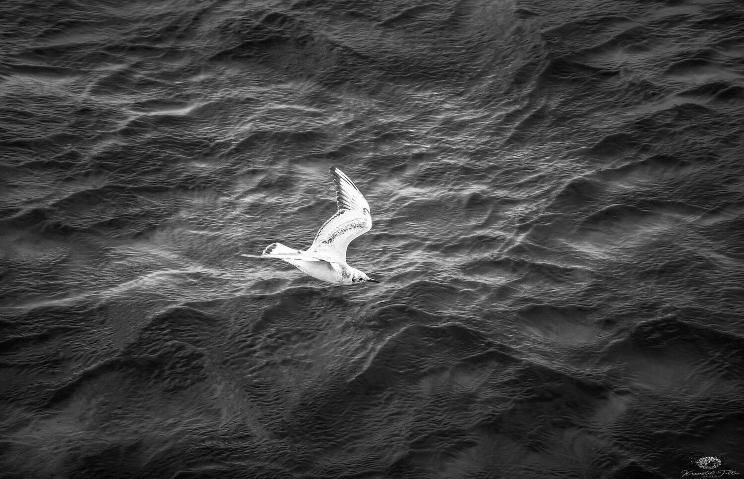seagull,sea,water,summer,Baltic,nikon,Międzyzdroje,, Krzysztof Tollas
