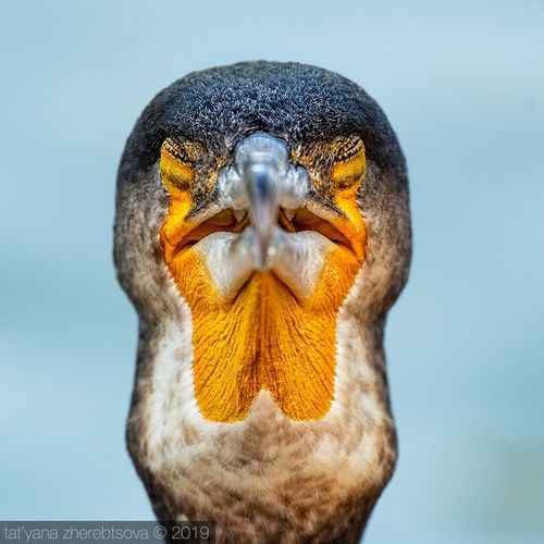 Большой баклан.