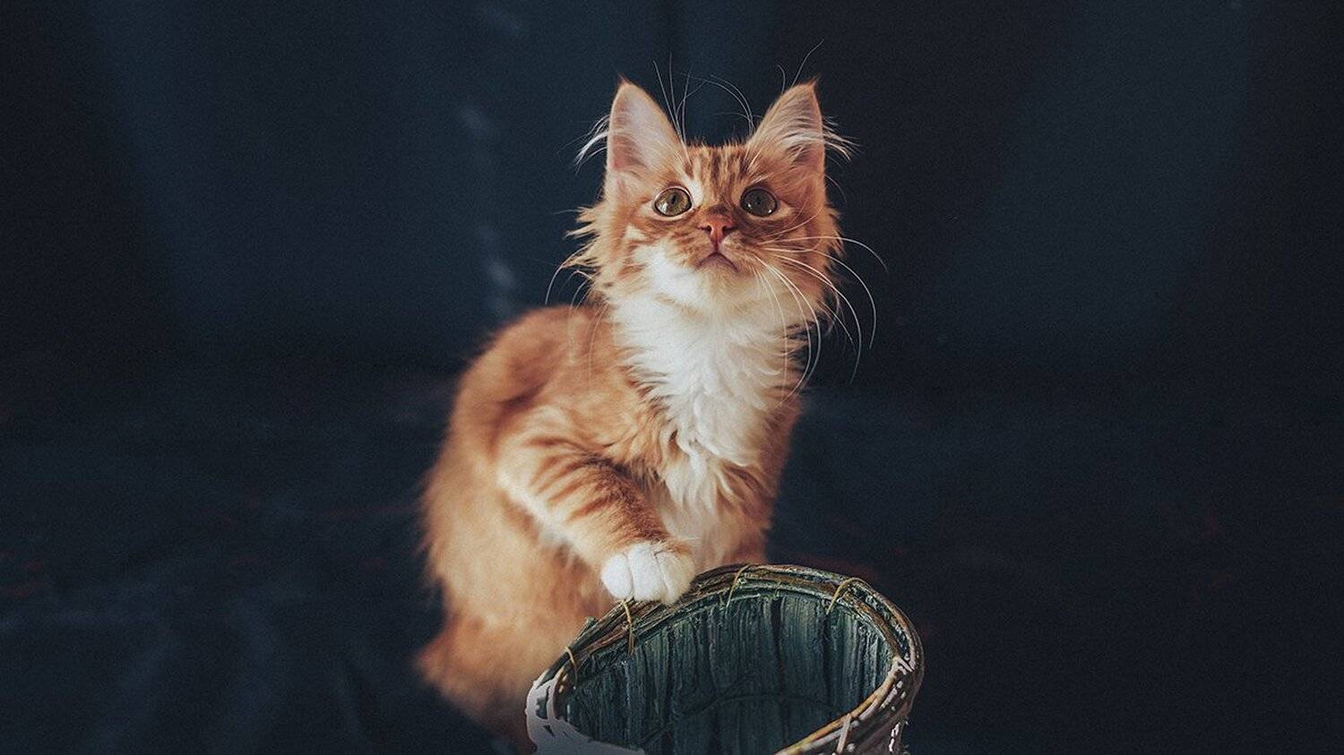 , MVO (Марк Орлов)