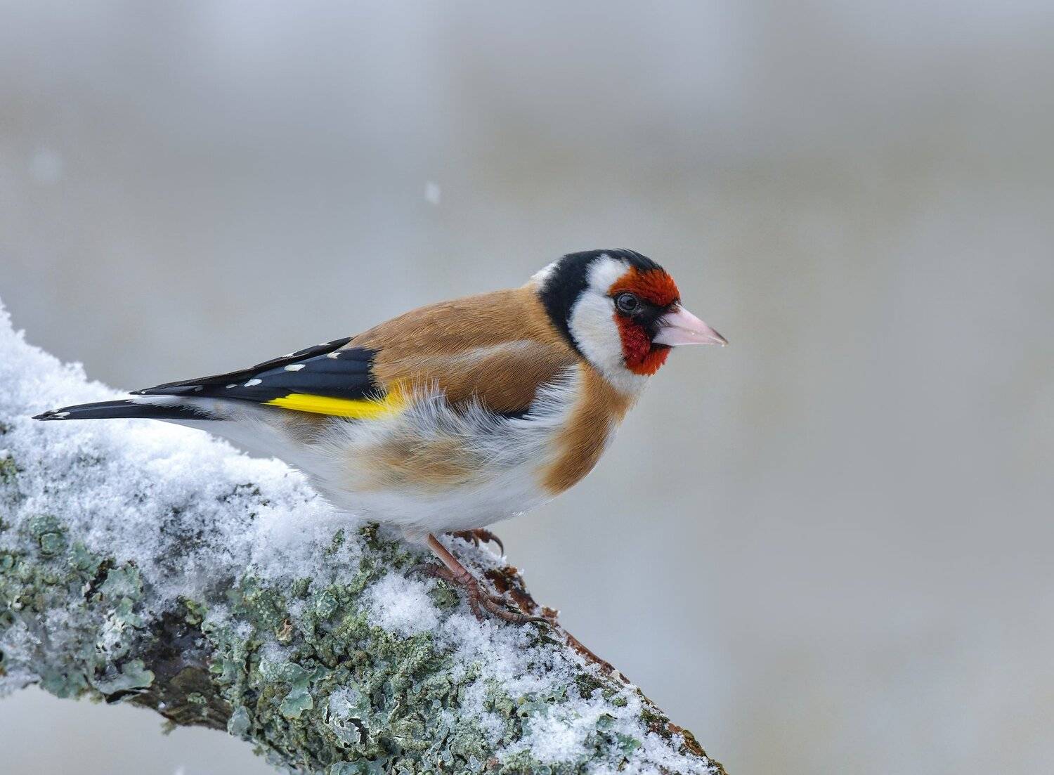 птицы,природа, щегол, Андрей Киселёв