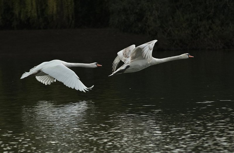 Wild-Swans. фото превью