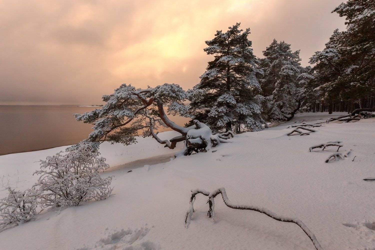 карелия,зима,сосны,красота, Юлия Лаптева