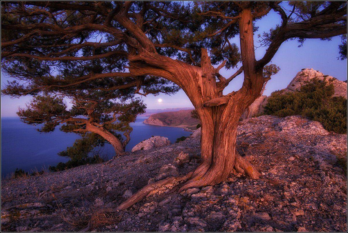 крым, новый свет, утро, можжевельник, луна, АНАТОЛИЙ ДОВЫДЕНКО