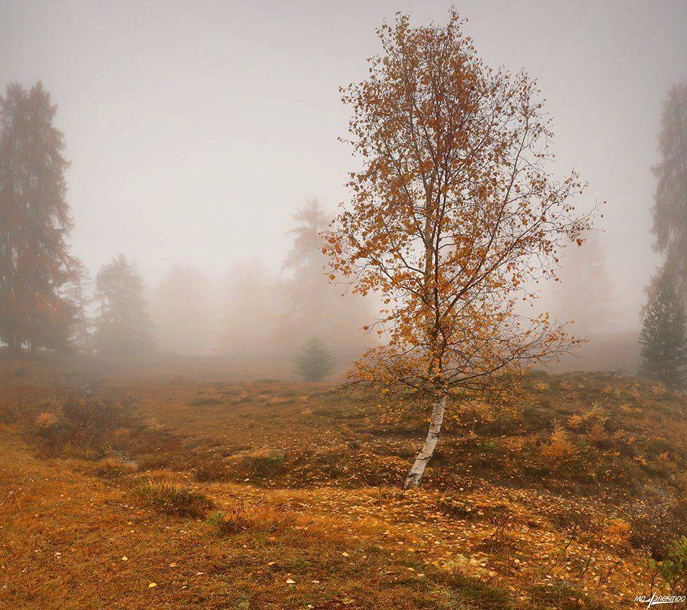 swiss, Матвеев Николай