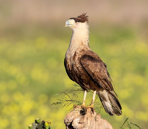 Молодая Каракара - Crested Caracara