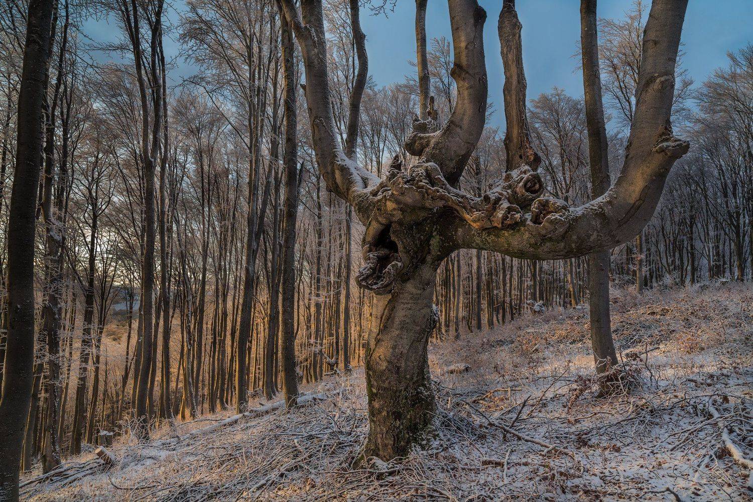 , Деян Косев