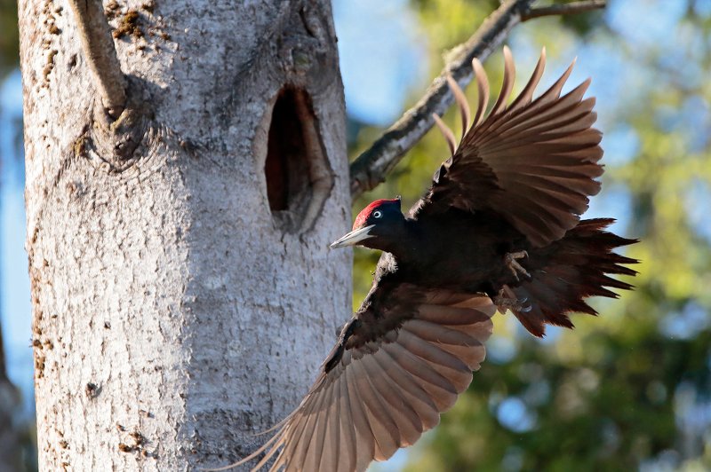 Желна фото превью