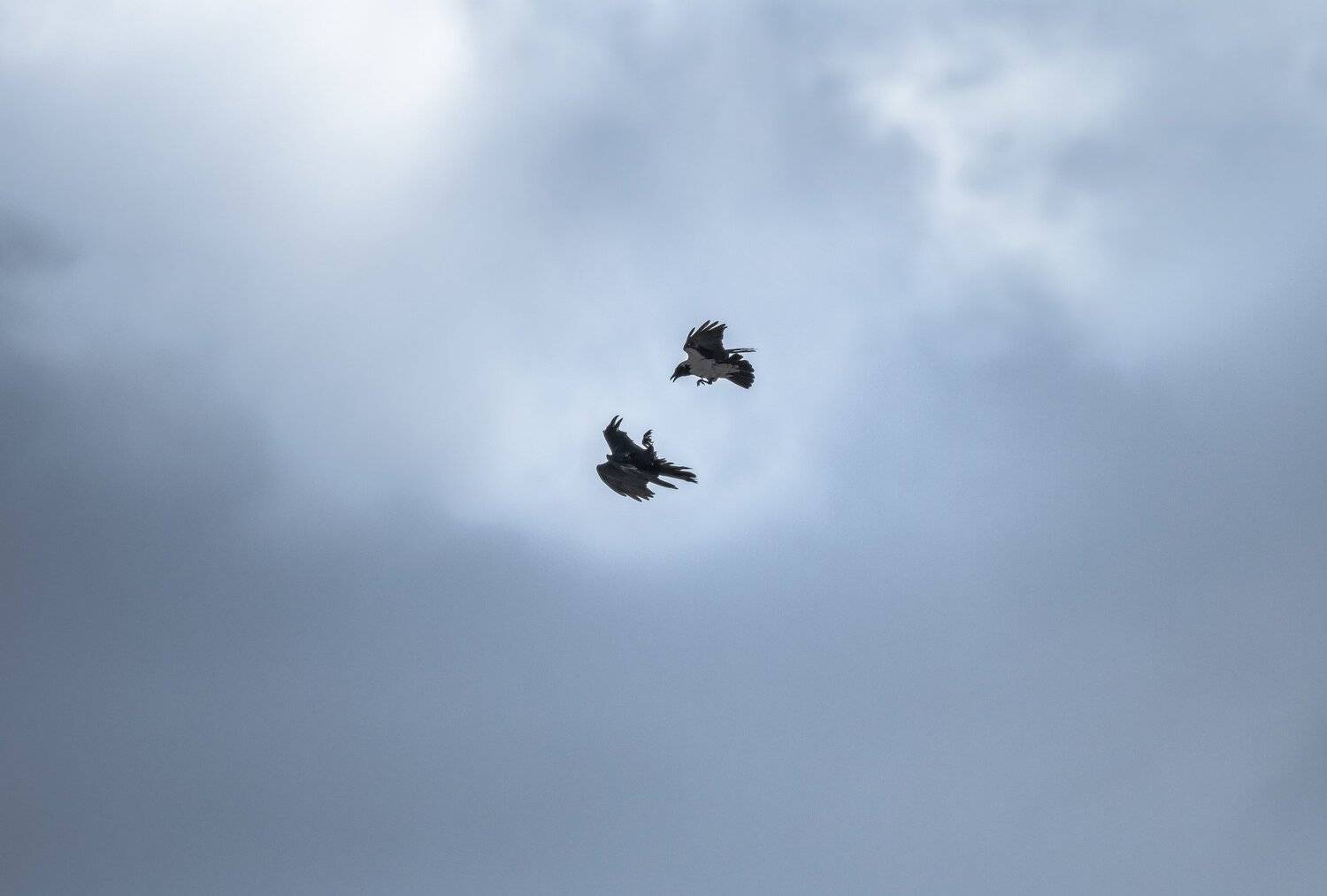 воздушный бой, птицы в воздухе, врановые, Corvus cornix, Corvus corax, серая ворона, ворон, ворона атакует, птицы в небе, птицы на фоне облаков, Подмосковье , Ксения Соварцева