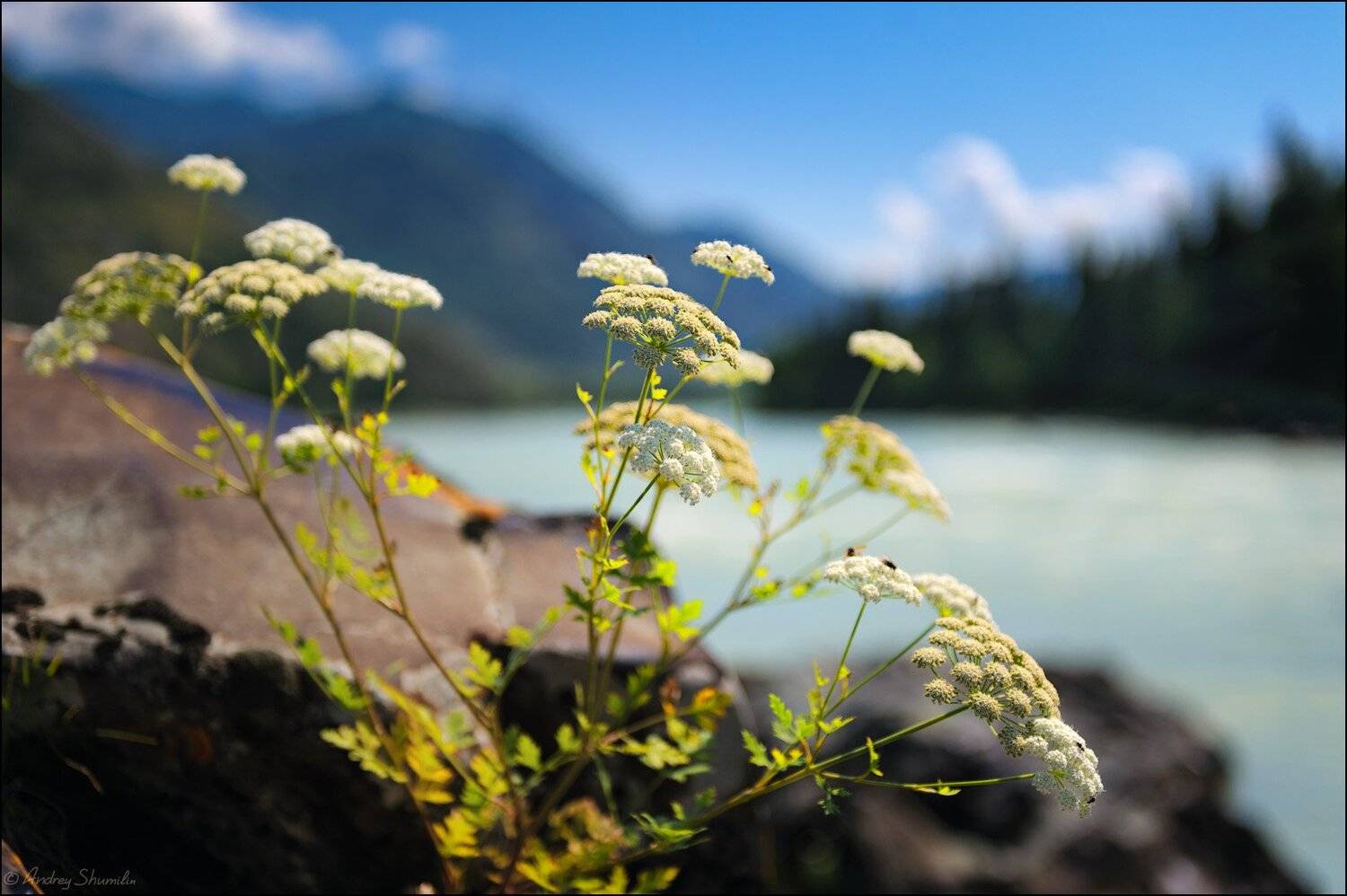 , Андрей Шумилин