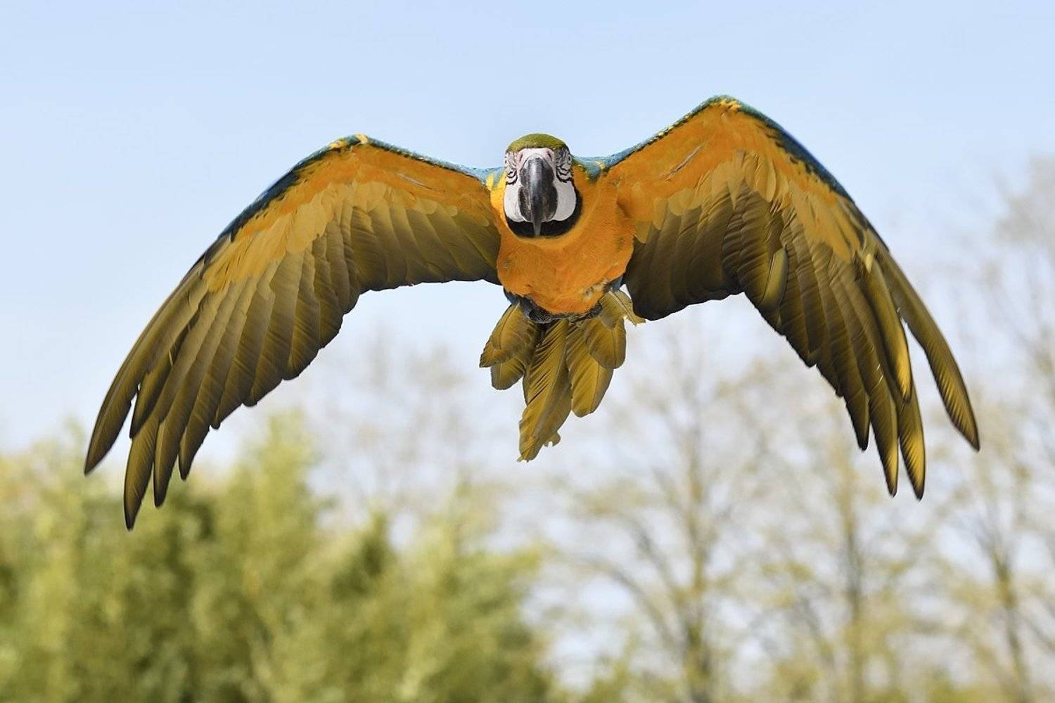 птицы birds, Jaroslav Mego