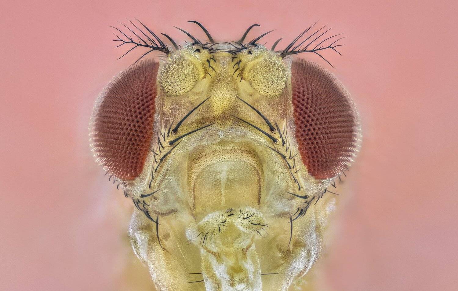 ceclii, macro, extrememacro, nikon d3400, nikon tu plan fluor 10x, Tsvetan Ganev