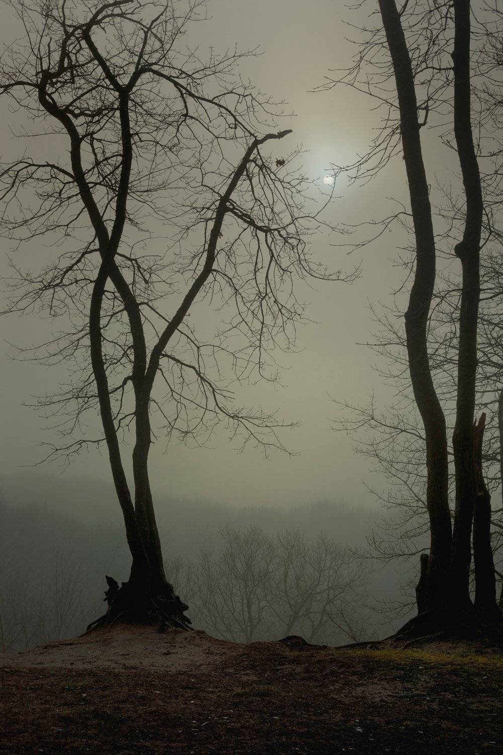 лес зима дерево, Александр Жарников