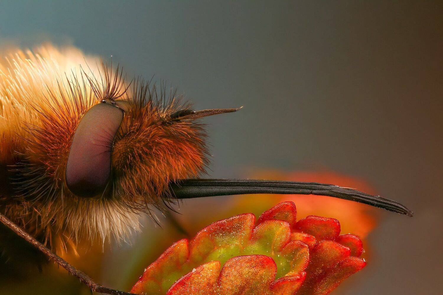 муха макро природа синий  цвет портрет  растение, Андрей Шаповалов