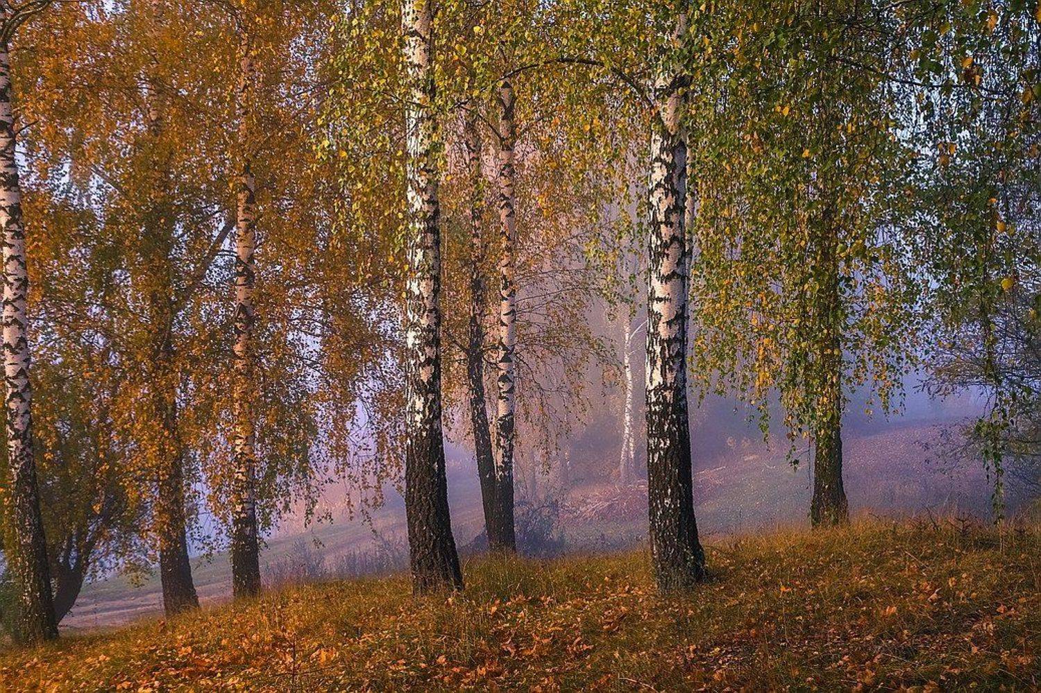 , Вячеслав Мищенко