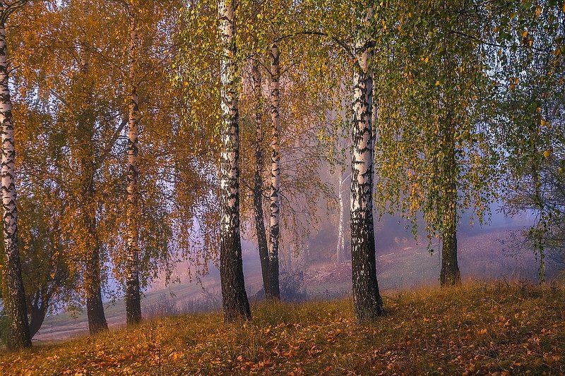 Осень.Утро. фото превью