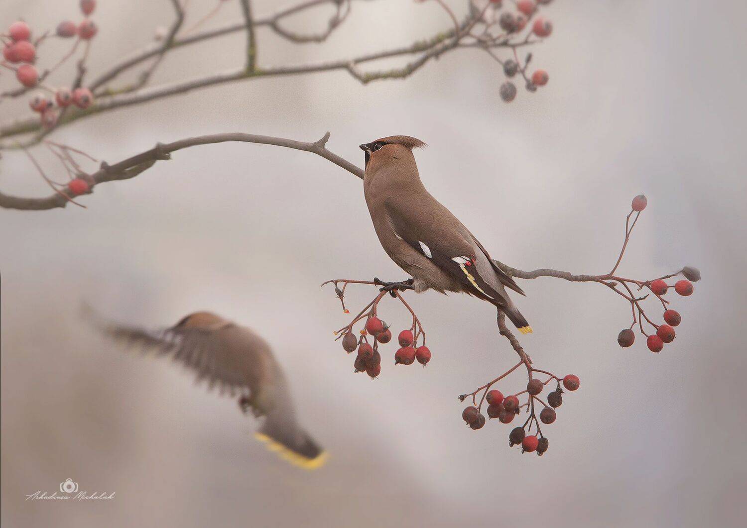 , Arkadiusz Michalak