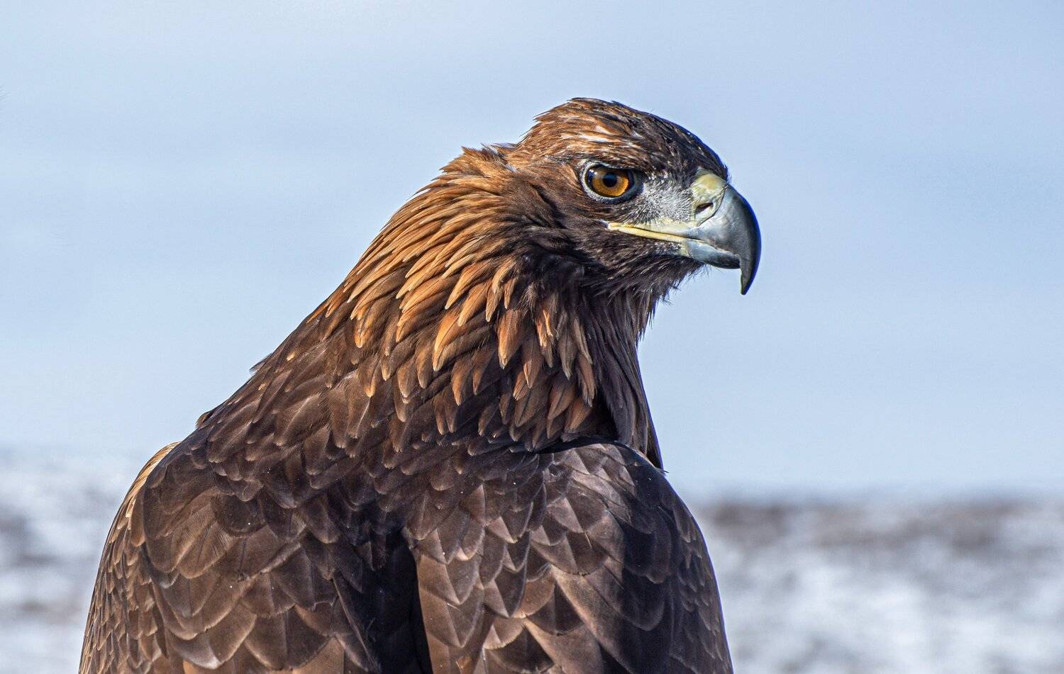 беркут, Евгений Дроботенко