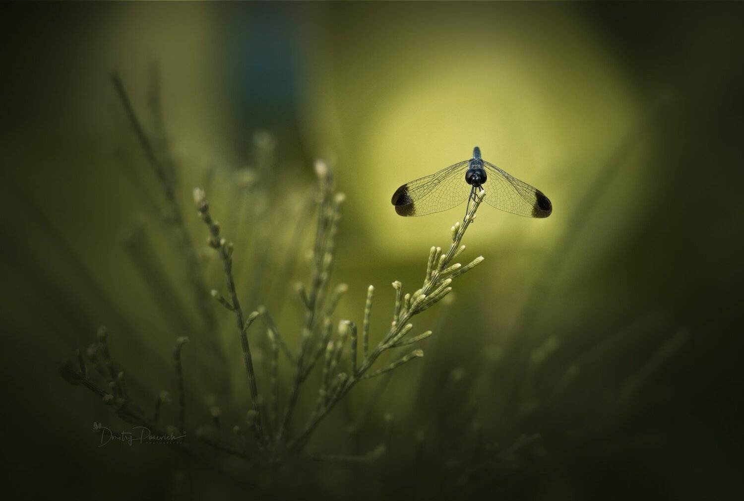 природа, животные, птицы, насекомые,вьетнам, остров фукок, Дмитрий Посевич